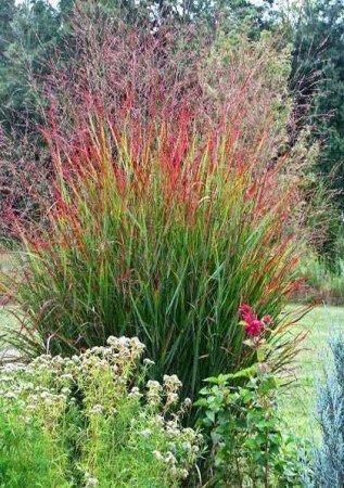 PANICUM virgatum Rotstrahlbusch
